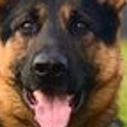 Ike - German Shepherd