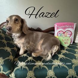 Hazel - Dachshund