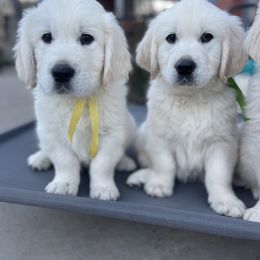 Golden Retriever Puppies from Danehy Goldens