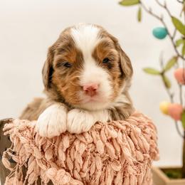 Alaska - Chocolate merle female Bernedoodle puppy in Hudson, Indiana from TurkeyCreek-K9