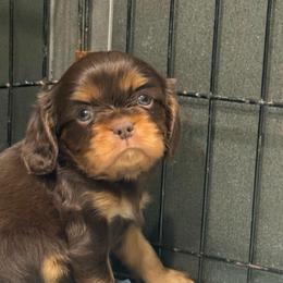 Orange Boy - Chocolate male Cavalier King Charles Spaniel puppy in Ellisville, Mississippi from Malu Lani Cavaliers