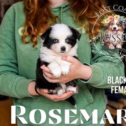 Rosemary - Black tri female Miniature American Shepherd puppy in Ferndale, California from Lost Coast Aussies