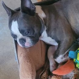 Boston Terrier All Grown Up from Cristi's Port Bostons