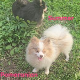Summer - Chocolate merle female Pomeranian puppy in Angleton, Texas from Pomeranian Palace, LLC