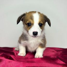 Blossom - Black and tan Pembroke Welsh Corgi puppy in Ritzville, Washington from Sapphire Iris Corgis