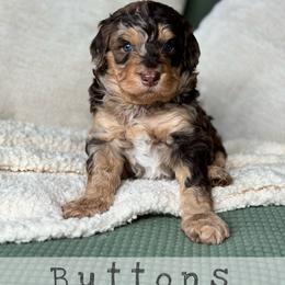 Buttons - Chocolate merle male Bernedoodle puppy in Spring, Texas from At The Cross Kennel
