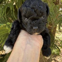 HERSHEYS - Black male Poodle puppy in Orlando, Florida from Denise’s Puppies