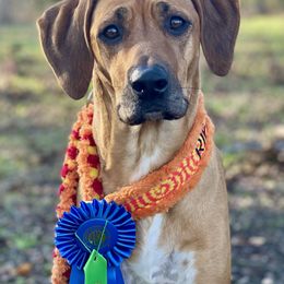 Ripley - Rhodesian Ridgeback