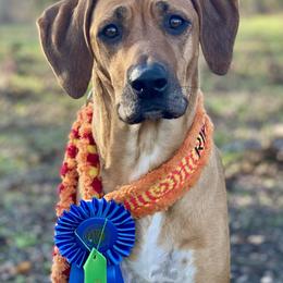 Ripley - Rhodesian Ridgeback