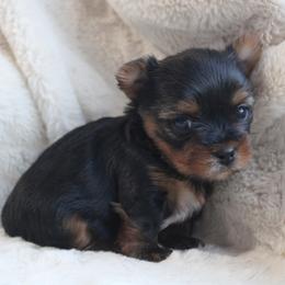 Ollie - Black and tan male Yorkshire Terrier puppy in Eastland, Texas from Peach Yorkies