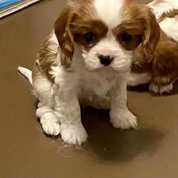 Cavalier King Charles Spaniel Puppies from Sophie’s AKC Cavaliers