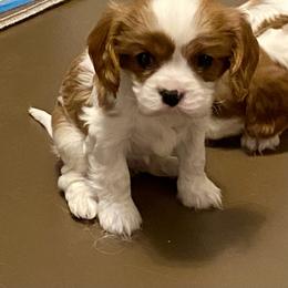 Cavalier King Charles Spaniel Puppies from Sophie’s AKC Cavaliers