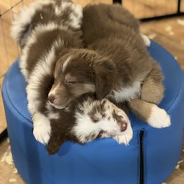 Australian Shepherd Puppies from Tails of an Ausshole