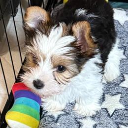 Maylee's Royal Blue Parti Boy - Black and tan male Yorkshire Terrier puppy in Lexington, North Carolina from Silver Valley Yorkies