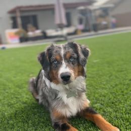 Nellie - Miniature Australian Shepherd