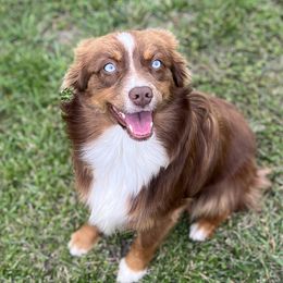 Bonnie - Toy Australian Shepherd