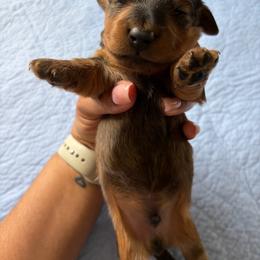 Brown collar - Chocolate and tan male Dachshund puppy in Washington Court House, Ohio from Brightman's Dashing Doxies