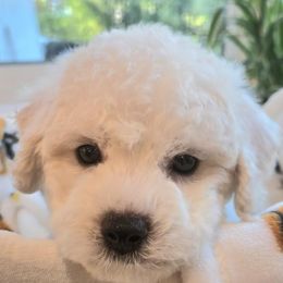 River - White and buff male Bichon Frise puppy in Upland, California from IDREAMOFPUPPIES