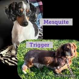 Dachshund puppies from MV Mini Dachshunds