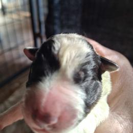 Boy 2 - Blue male Australian Cattle Dog puppy in Buffalo Valley, Tennessee from Buffalo Valley Breeders