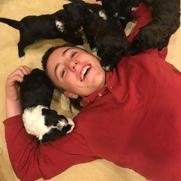 Sheepadoodle Puppies from Sydney Schneider