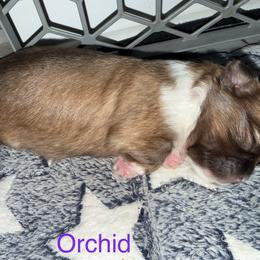 Orchid - Fawn female Companion Cross puppy in Avoca, Michigan from Repurposed Paradise Farm