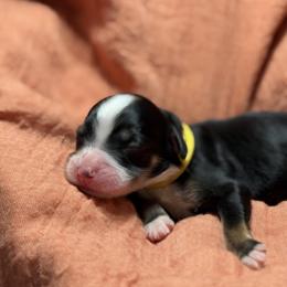 Skittles - Tri-color female Bernedoodle puppy in El Campo, Texas from Little Fur Friends Bernedoodles