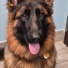 German Shepherds and Newfoundlands from Tampa Bay Farm