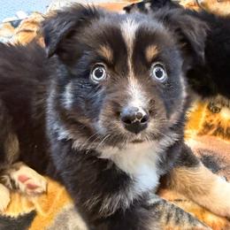 Male 1 - Black tri male Miniature Australian Shepherd puppy in Turner, Maine from Bear Pond Aussies / Leonbergers of Maine