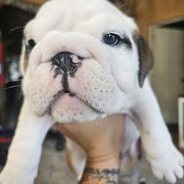 Pinky - Red and white female Bulldog puppy in Reidsville, North Carolina from Bullins' Bulldogs