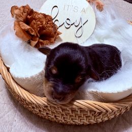Aussiedoodle Puppies from Just Wright Doodles