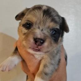 AKC Beau In Maine 3000.00 - Merle male Chihuahua puppy in Newport, Maine from Pinewood Acres Chihuahuas