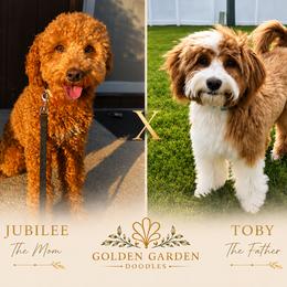 Goldendoodle puppies from Golden Garden Doodles