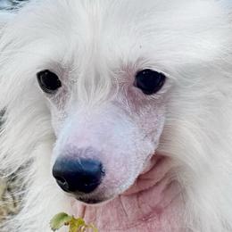 Mystique - White female Chinese Crested puppy in Lutz, Florida from Halcyon Chinese Cresteds
