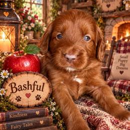 Bashful (7 dwarfs theme) - Red  female Goldendoodle puppy in Ozark, Missouri from Halo Doodles