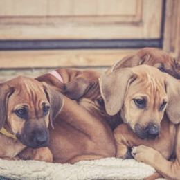 Rhodesian Ridgebacks from Orangewood RR