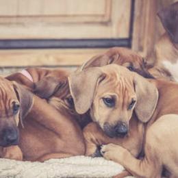 Rhodesian Ridgebacks from Orangewood RR