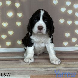 Yarrow - English Springer Spaniel puppy in Pine Island, Minnesota from Country Breeze Springer Spaniels