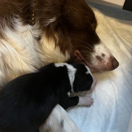 Border Collie Puppies from Pineview Farm