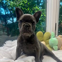 Alvin - Blue male French Bulldog puppy in Salisbury, Maryland from 77 Frenchies Maryland