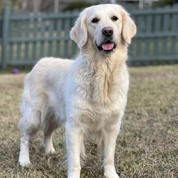 Golden Retrievers from Silkspun Goldens