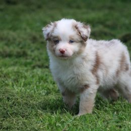 Australian Shepherd Puppies from Rockin Rafter L Aussies