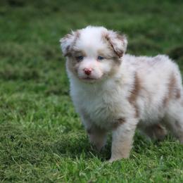 Australian Shepherd Puppies from Rockin Rafter L Aussies