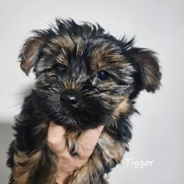 Tigger - Black and tan male Yorkshire Terrier puppy in West Plains, Missouri from Brinkley Yorkies