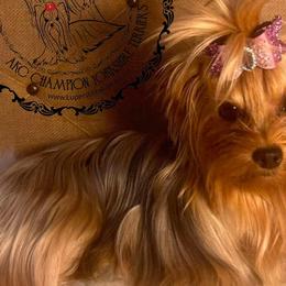 NOVA - Yorkshire Terrier