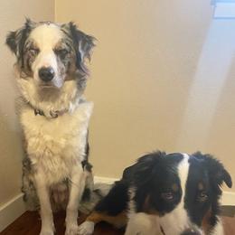 Australian Shepherds from Nia Smith's Australian Shepherds