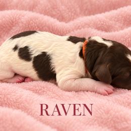 Raven - Parti female Poodle puppy in Washington, Pennsylvania from Patriotic Poodles