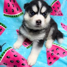 AKC Queen - Black and white female Siberian Husky puppy in Centreville, Maryland from Huskies By the Bay