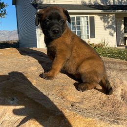 Dutch Shepherd and xDutch Shepherd Puppies from Raw Nature K9