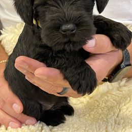 Miniature Schnauzer Puppies from Black Gold Miniature Schnauzers